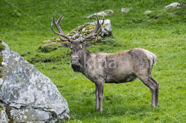 Red Deer (Cervus elaphus)