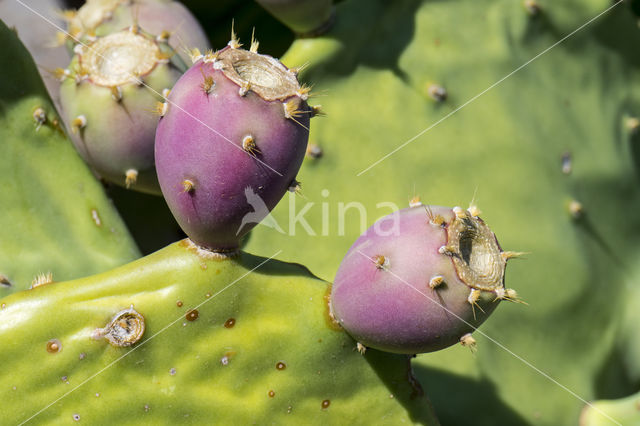 Indian fig