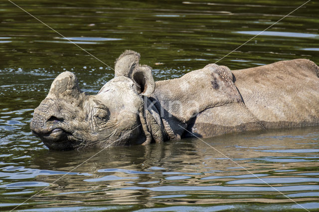 Indian rhinoceros (Rhinoceros unicornis)