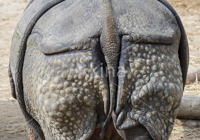 Indian rhinoceros (Rhinoceros unicornis)