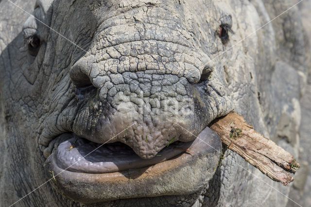 Indian rhinoceros (Rhinoceros unicornis)