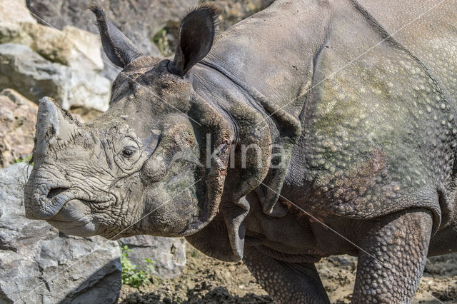 Indian rhinoceros (Rhinoceros unicornis)