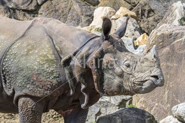 Indian rhinoceros (Rhinoceros unicornis)