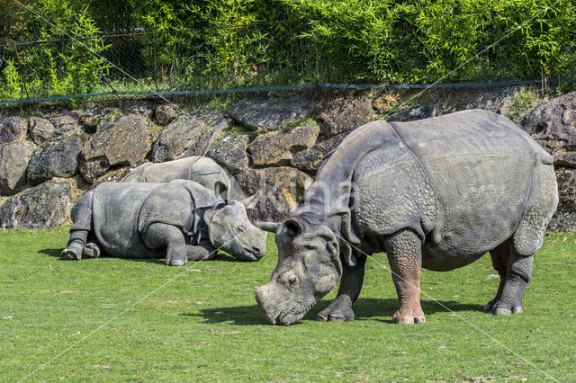 Indian rhinoceros (Rhinoceros unicornis)