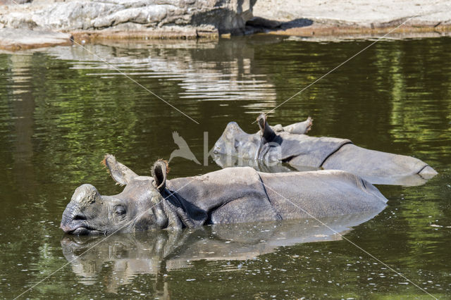 Indian rhinoceros (Rhinoceros unicornis)