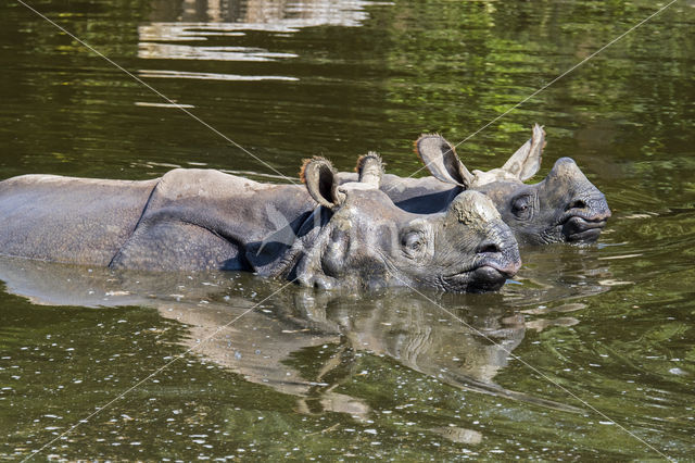 Indian rhinoceros (Rhinoceros unicornis)