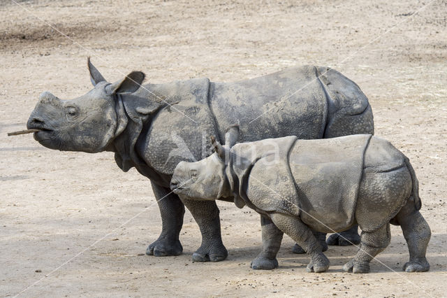 Indian rhinoceros (Rhinoceros unicornis)