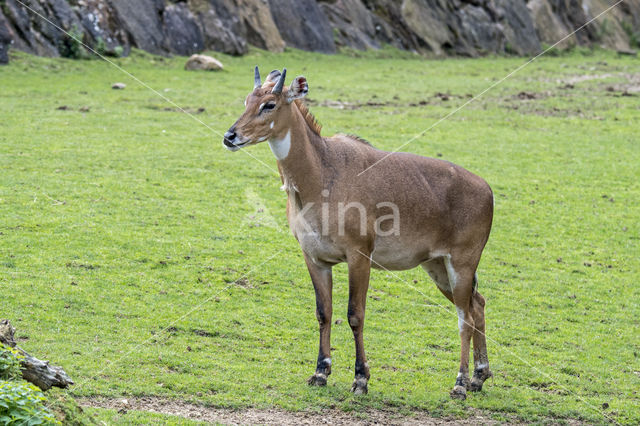 Nilgai (Boselaphus tragocamelus)