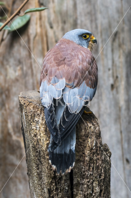 Kleine Torenvalk (Falco naumanni)