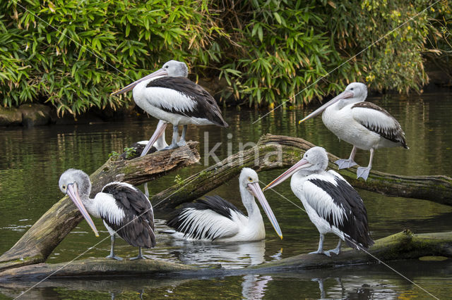 Australian pelican (Pelecanus conspicillatus)