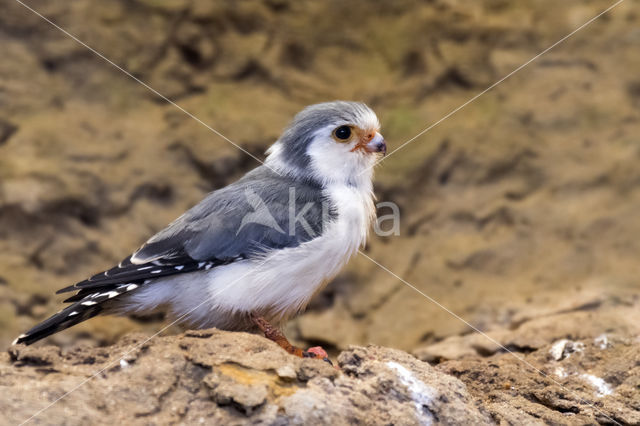 African pigmy falcon (Polihierax semitorquatus)