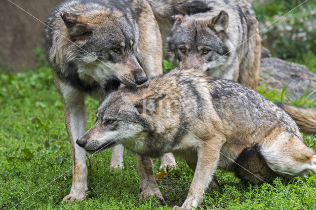 Grey Wolf (Canis lupus)