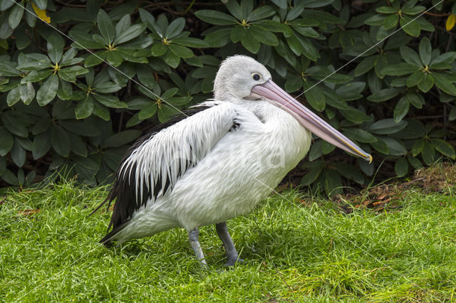 Australian pelican (Pelecanus conspicillatus)