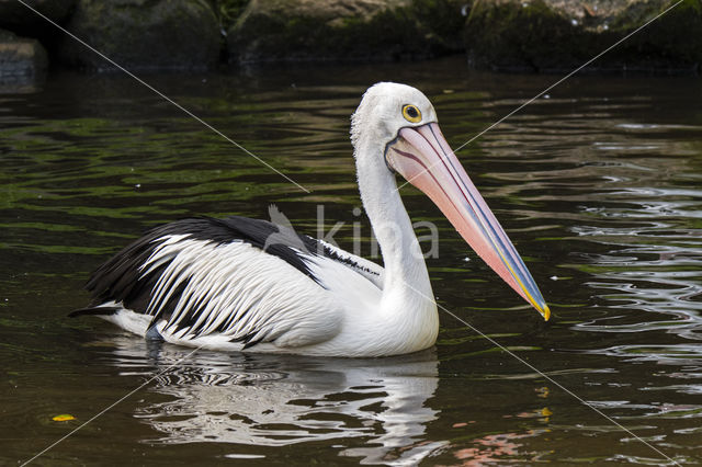 Australian pelican (Pelecanus conspicillatus)