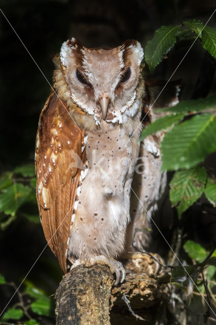 Bruine uil (Phodilus badius)