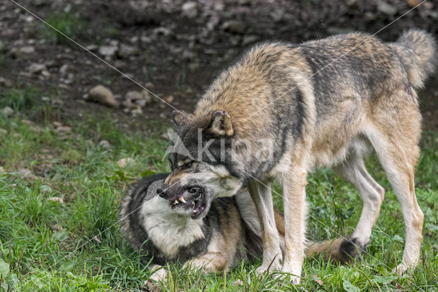 Grey Wolf (Canis lupus)