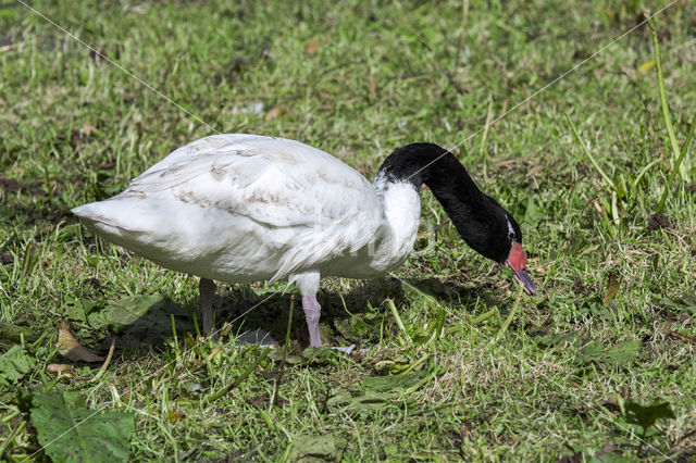Black-necked Swan (Cygnus melancoryphus)