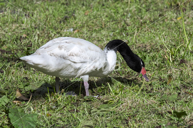 Zwarthalszwaan (Cygnus melancoryphus)