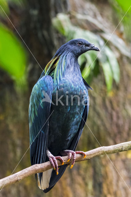 Nicobar Pigeon (Caloenas nicobarica)