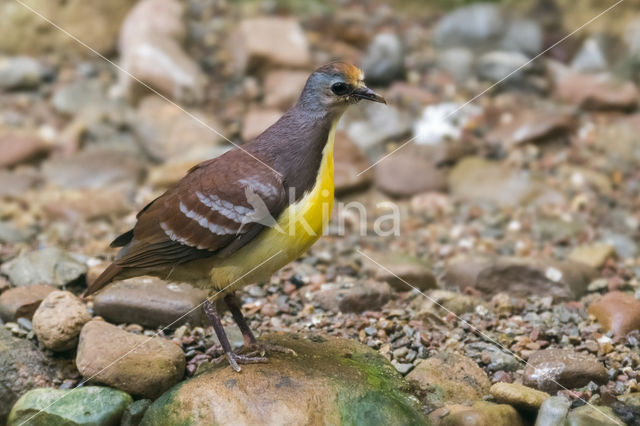 Cinnamon Ground-Dove (Gallicolumba rufigula)