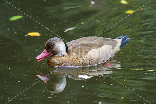 Amazonetaling (Amazonetta brasiliensis)