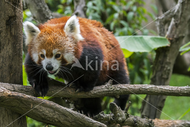 Kleine panda (Ailurus fulgens)