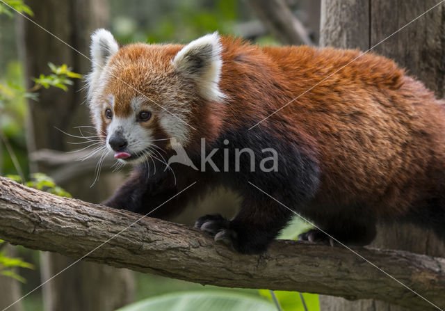 Kleine panda (Ailurus fulgens)