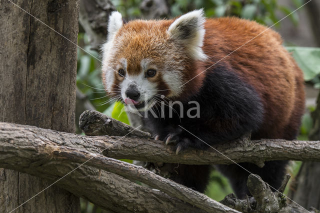 Red Panda (Ailurus fulgens)