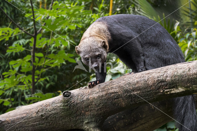 tayra (Eira barbara)