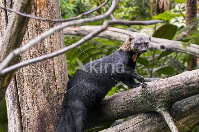 tayra (Eira barbara)