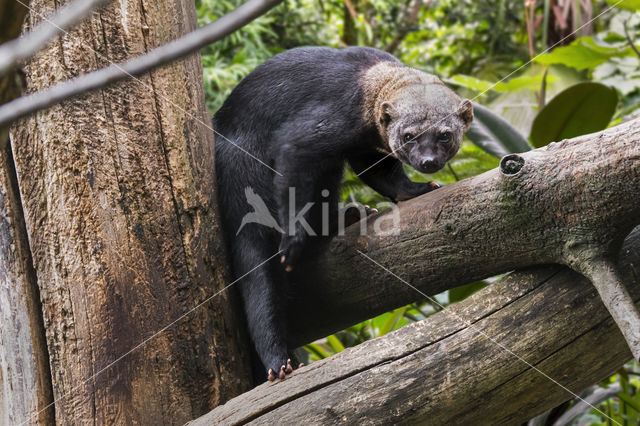 tayra (Eira barbara)