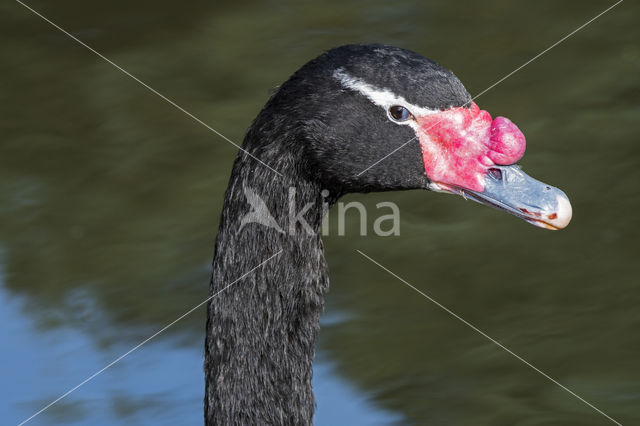 Black-necked Swan (Cygnus melancoryphus)