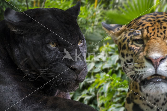 Jaguar (Panthera onca)