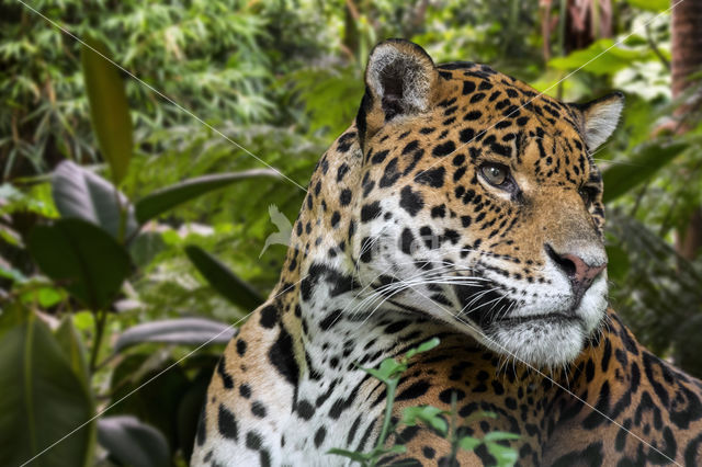 Jaguar (Panthera onca)