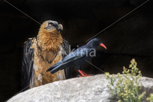 Alpenkraai (Pyrrhocorax pyrrhocorax)