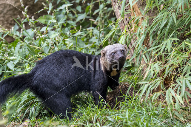 tayra (Eira barbara)