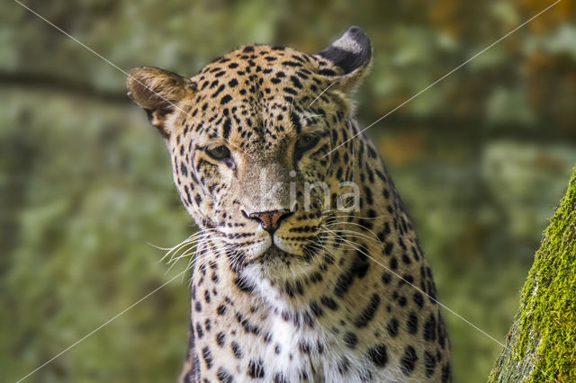 Persian Leopard (Panthera pardus saxicolor)