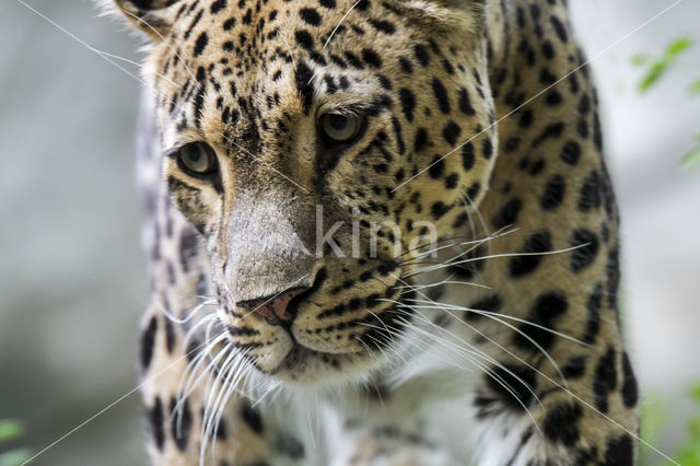 Persian Leopard (Panthera pardus saxicolor)