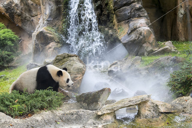 Giant Panda (Ailuropoda melanoleuca)