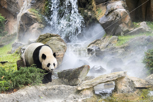 Giant Panda (Ailuropoda melanoleuca)