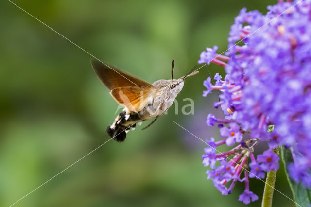 Kolibrievlinder (Macroglossum stellatarum)