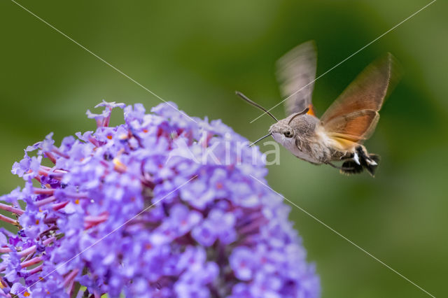 Kolibrievlinder (Macroglossum stellatarum)