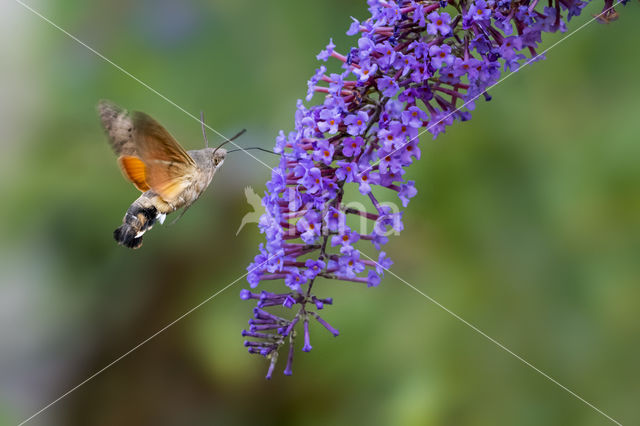 Kolibrievlinder (Macroglossum stellatarum)