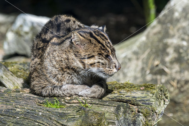 Fishing cat (Prionailurus viverrinus)