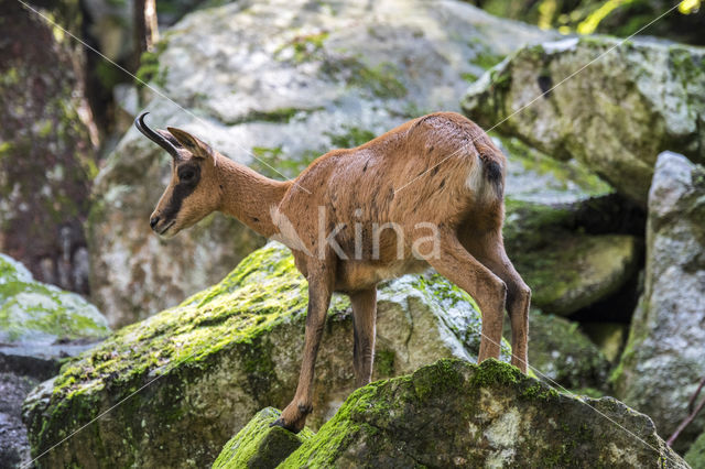 Pyrenean chamois (Rupicapra pyrenaica)