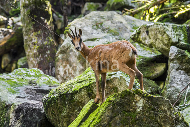 Pyrenean chamois (Rupicapra pyrenaica)