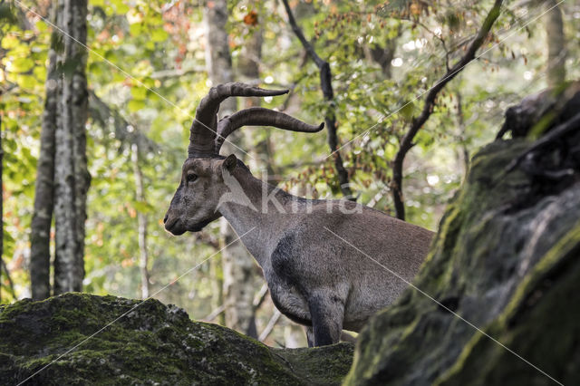 Iberische Steenbok (Capra pyrenaica)