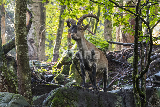 Spanish ibex (Capra pyrenaica)