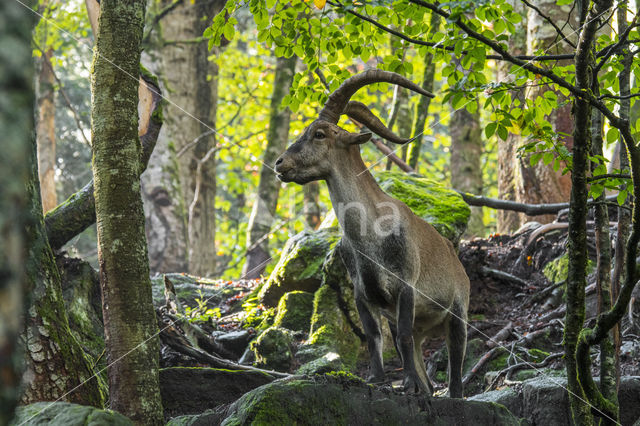 Spanish ibex (Capra pyrenaica)