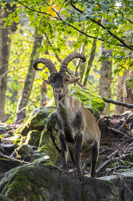 Iberische Steenbok (Capra pyrenaica)